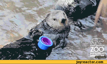 Otter gif (hilarious)