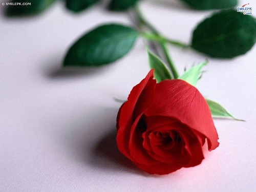 Roses For My Lovely Frnd