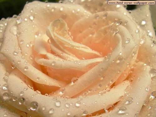  गुलाब For My Lovely Frnd