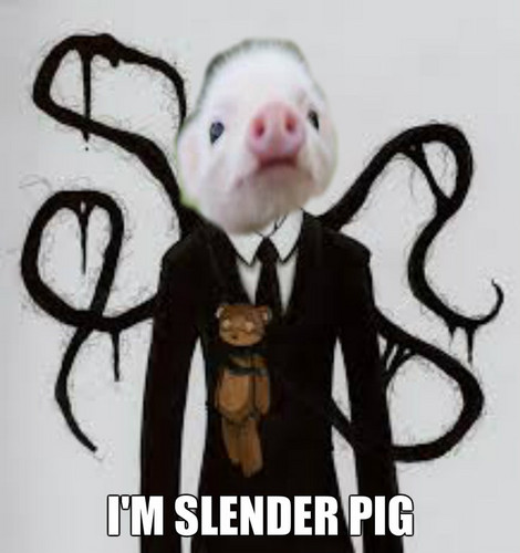  Slender Pig