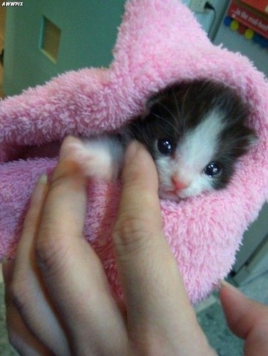  kitty cute