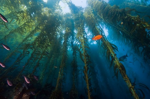  ~Kelp Forest~