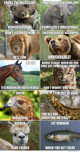  Animal puns