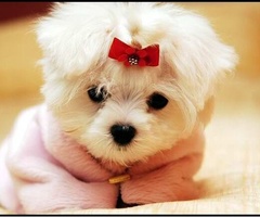  Cute Maltese cucciolo