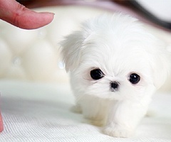  Cute Maltese щенок