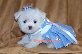  Cute Maltese cucciolo