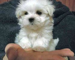  Cute Maltese 강아지