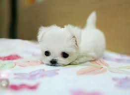  Cute Maltese कुत्ते का बच्चा, पिल्ला