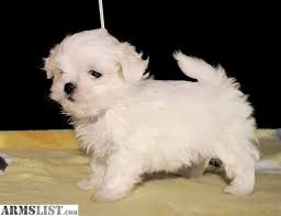  Cute Maltese anak anjing, anjing