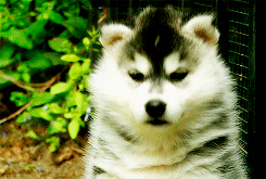  Siberian Huskies♡