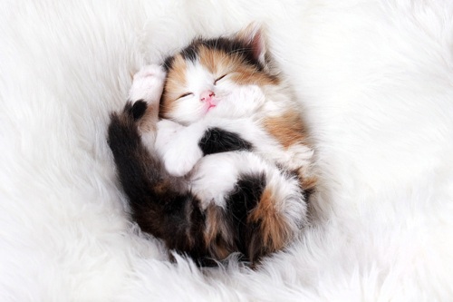 Sleeping kitty