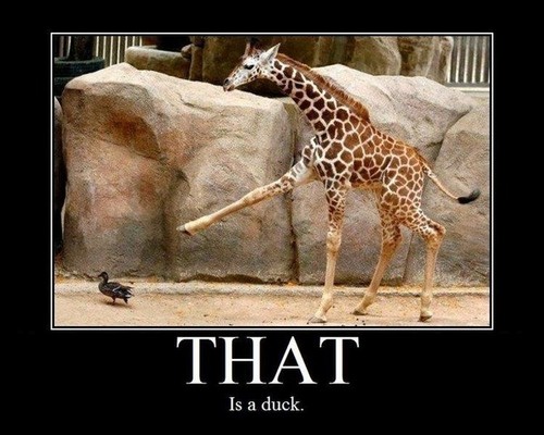 Yep, definitely a duck right there.