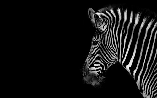  zèbre, zebra