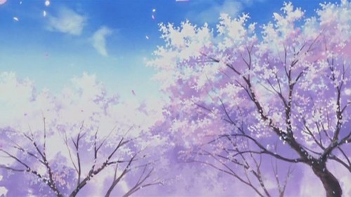  sakura blossom