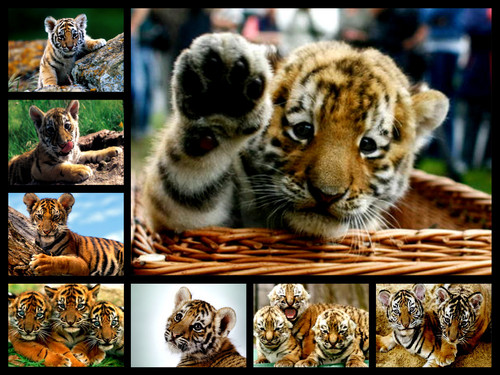 00tiger cubs galore collage