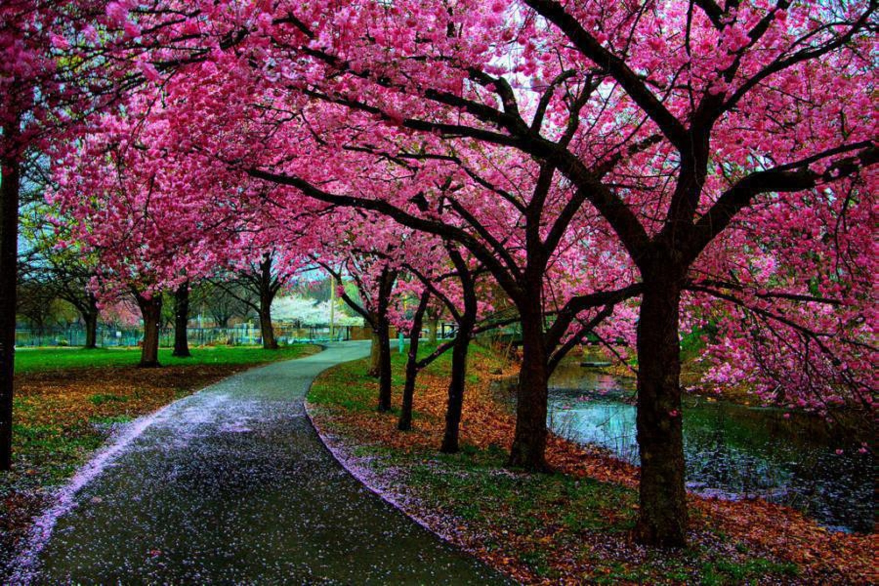 BEAUTIFUL SPRING - Spring Photo (34510479) - Fanpop