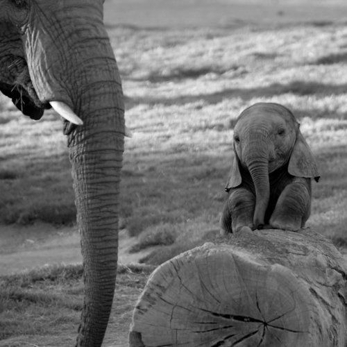  Baby éléphant and mother