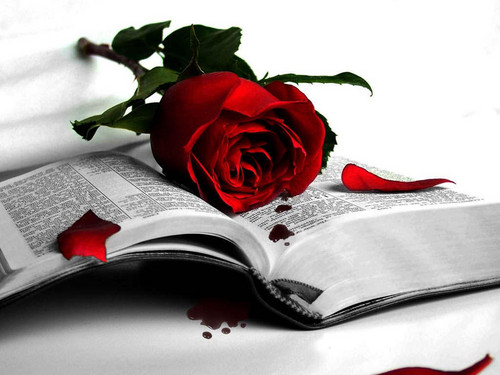  Beautiful Red Rose kertas dinding