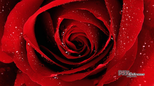  Beautiful Red Rose 바탕화면