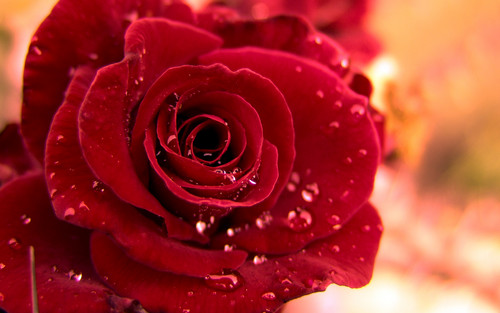  Beautiful Red Rose 바탕화면