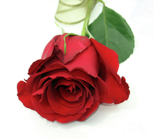  Beautiful Red Rose foto