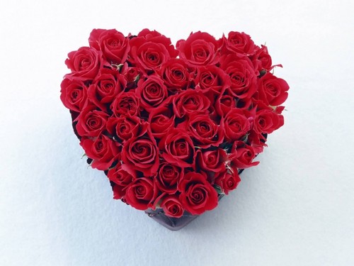 Beautiful Red Rose দেওয়ালপত্র