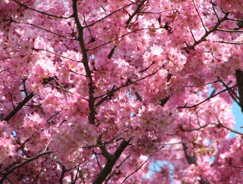  Blooming kulay-rosas seresa Blossom