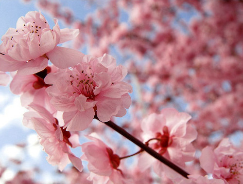  Blooming kulay-rosas seresa Blossom