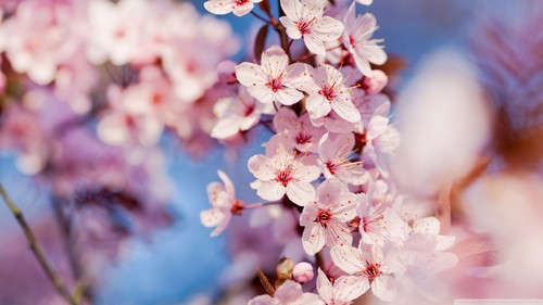  Blooming 粉, 粉色 樱桃 Blossom