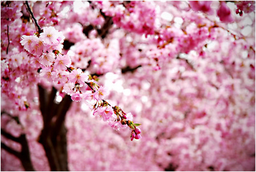  Blooming merah jambu ceri, cherry Blossom