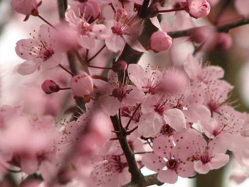  Blooming 담홍색, 핑크 체리 Blossom