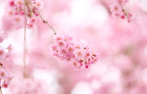  Blooming pink cherry Blossom
