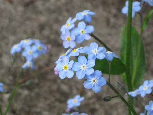 Blue Forget-Me-Not 