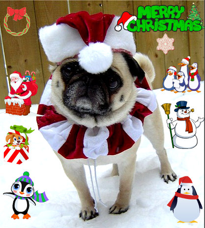  クリスマス pug