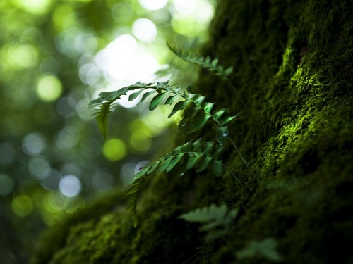  Green Forest wolpeyper