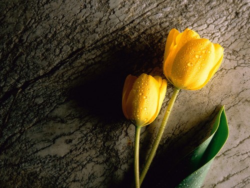  Lovely Yellow tulipano wallpaper