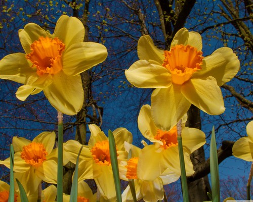  orange Daffodil fond d’écran