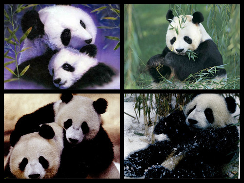  Panda chịu, gấu Collage