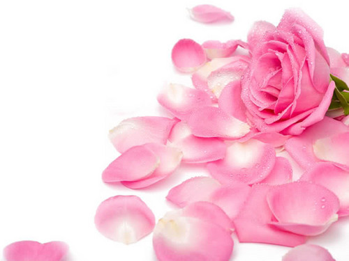  Pretty rosa Rose Hintergrund
