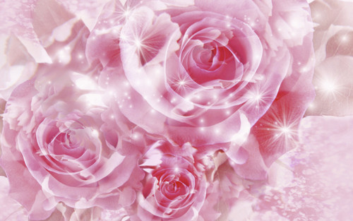  Pretty rosa Rosen Hintergrund