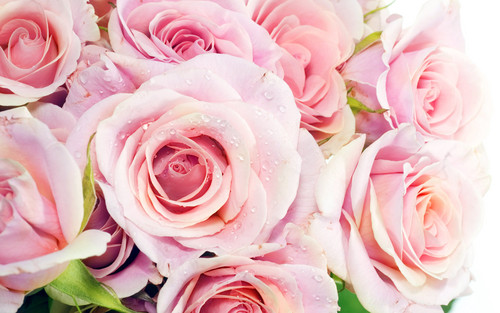  Pretty pink Roses karatasi la kupamba ukuta