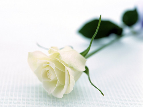  Pure White Rose fond d’écran