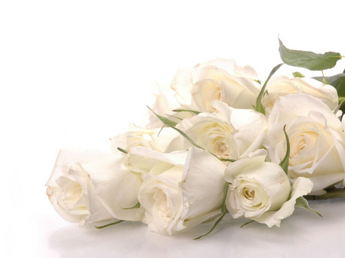  Pure White Rose kertas dinding