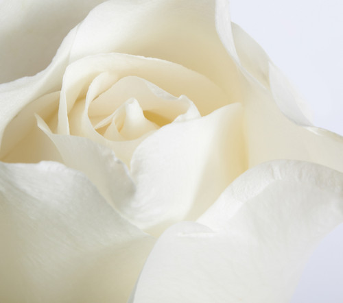  Pure White Rose 写真