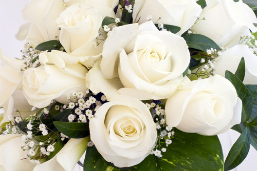 Pure White Rose Photo