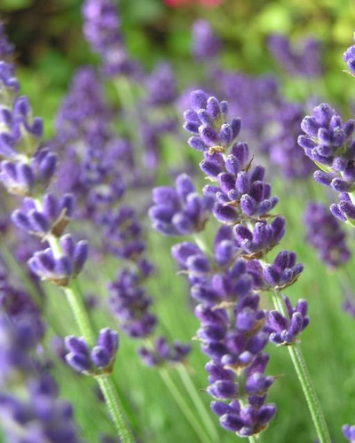  Purple Lavender