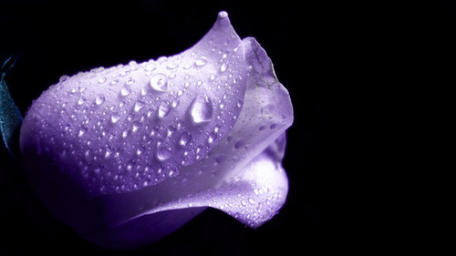  Purple Rose پیپر وال