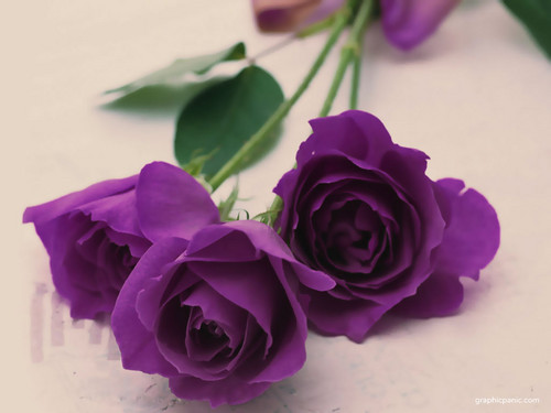  Purple Rose দেওয়ালপত্র
