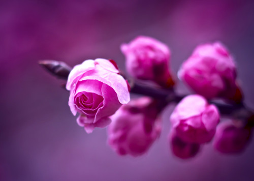  Purple Rose fotografia
