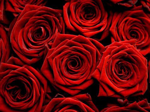  Red गुलाब